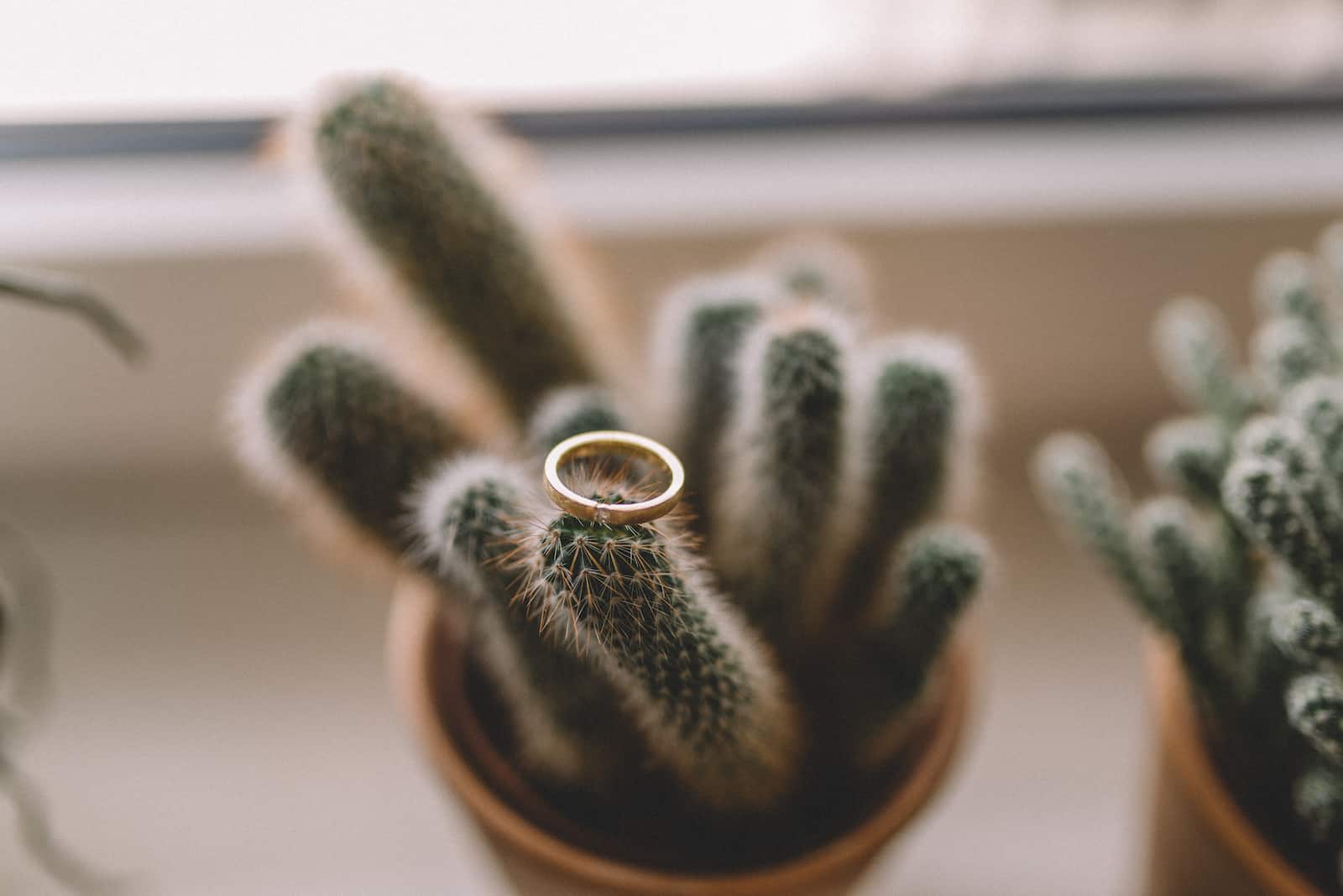 Ein Ehering auf einem Kaktus, symbolisch für Hochzeitsfotografie in Beilstein.