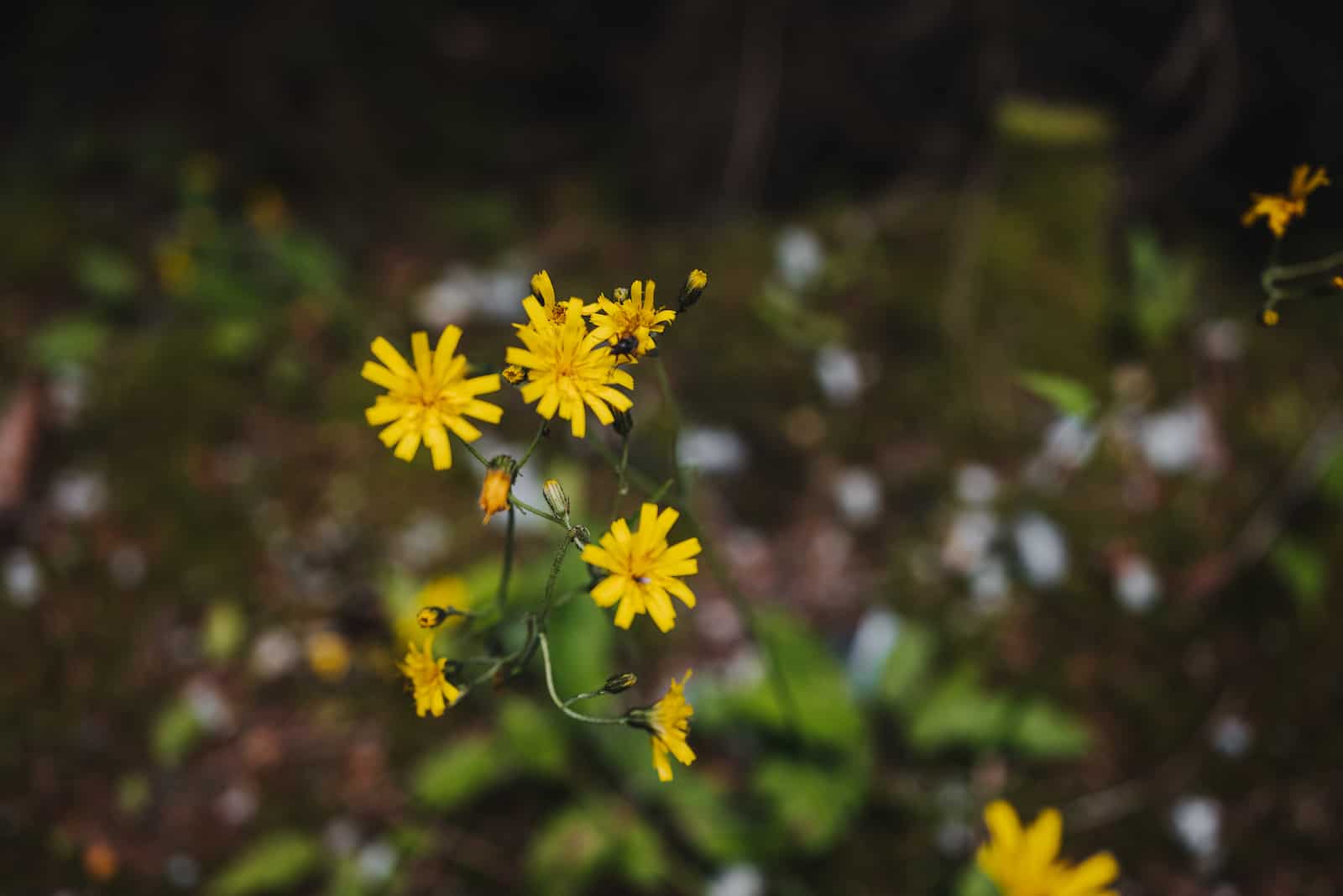 hochzeitsfotografie lohberg 57