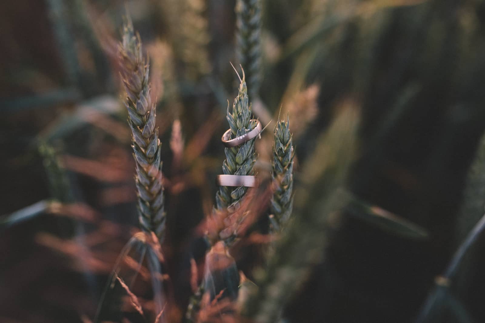 Hochzeitsringe auf Ähren in Möckmühl, festgehalten von einem Hochzeitsfotografen
