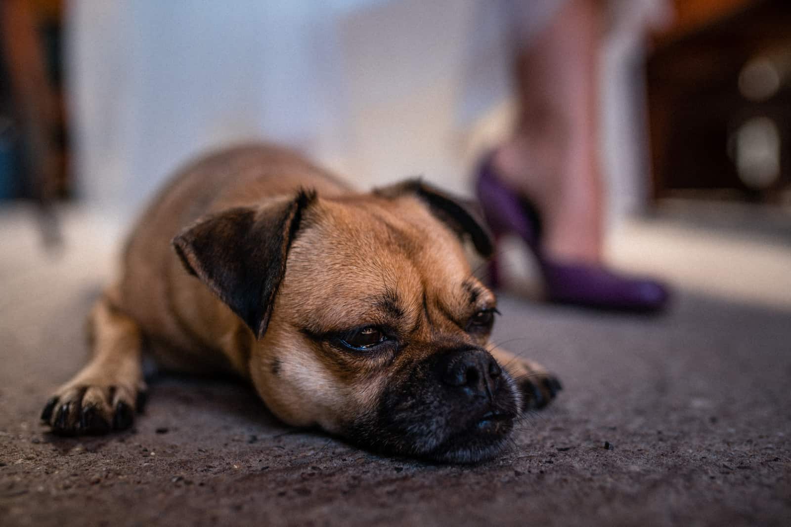 Hochzeitsfotografie in Wüstenrot mit Hund und Brautschuhen im Hintergrund