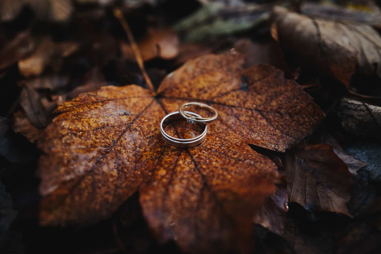 Verlobungsringe auf einem Herbstblatt während eines Paarshootings in Cleversulzbach, fotografiert vom Hochzeitsfotografen Heilbronn.