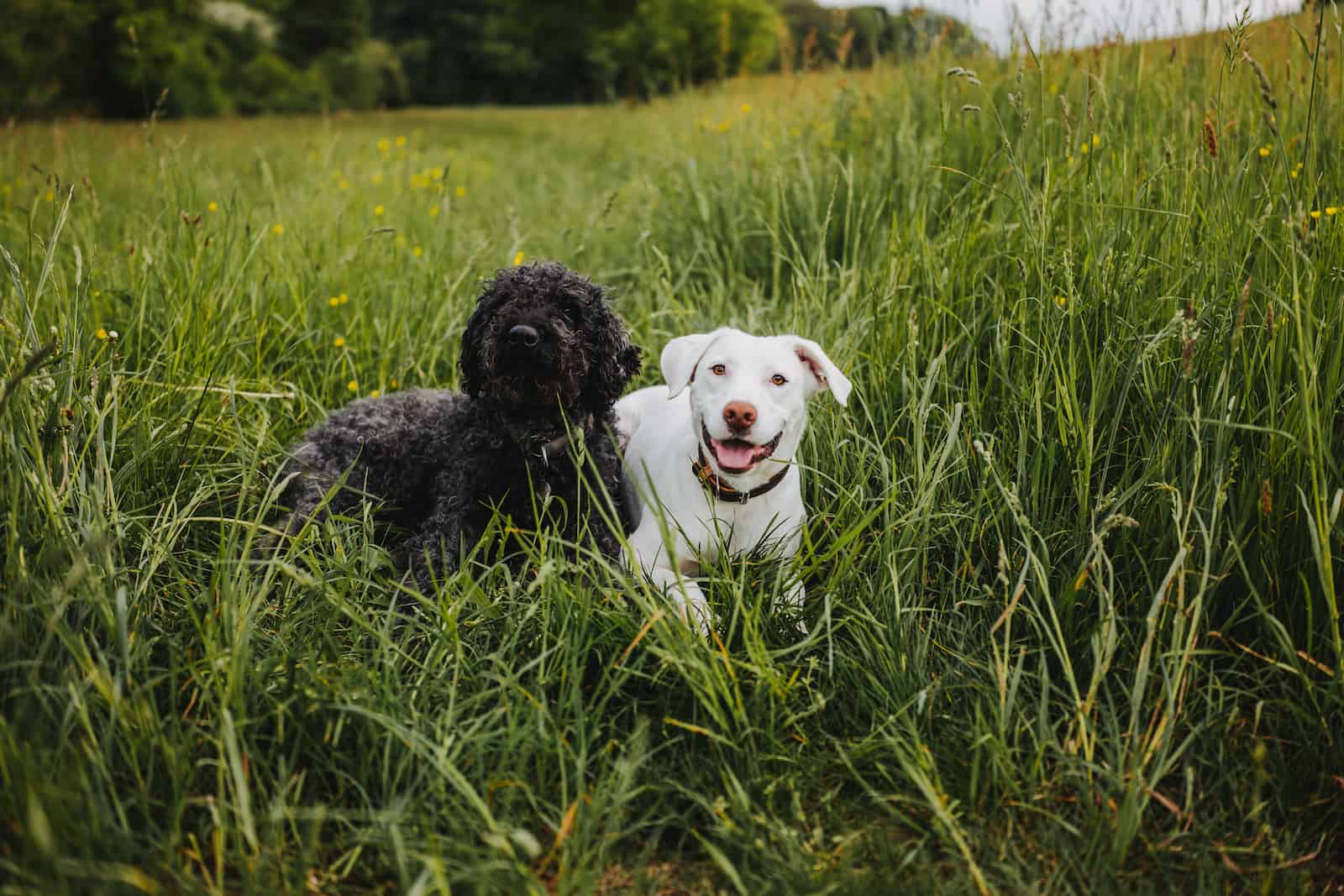 Zwei Hunde auf einer Wiese in Möckmühl, aufgenommen vom Eventfotografen Niklas Hesser.