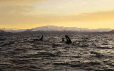 Zwischen Orcas und eisigen Fjorden